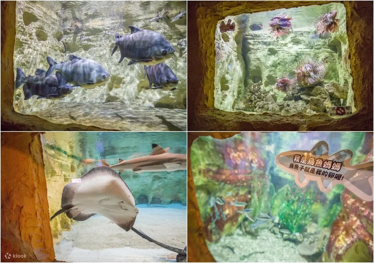 野柳海洋世界
