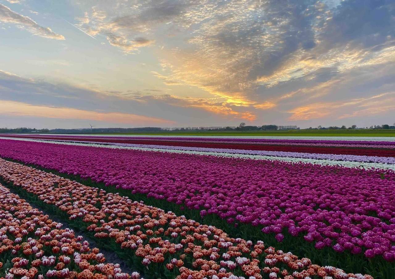 The Tulip Sunset Tour including Dinner, Departure from Amsterdam ...