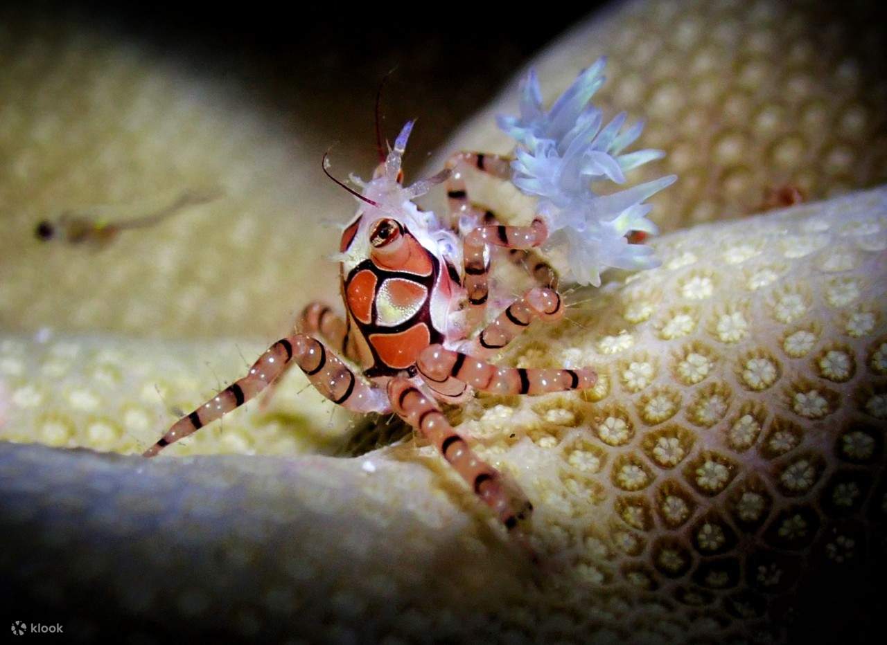 夜潜（Night Dive）