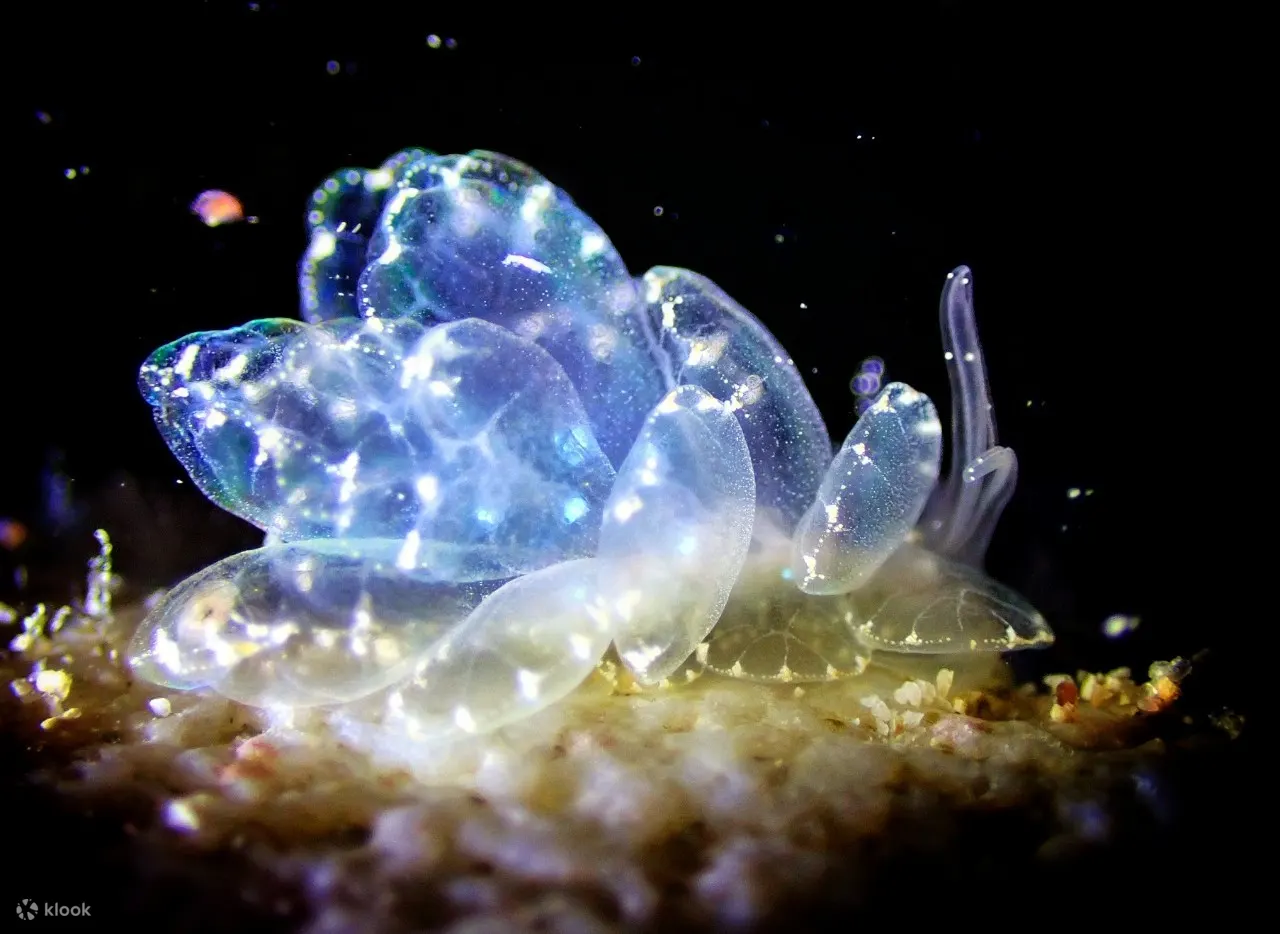 夜潜（Night Dive）