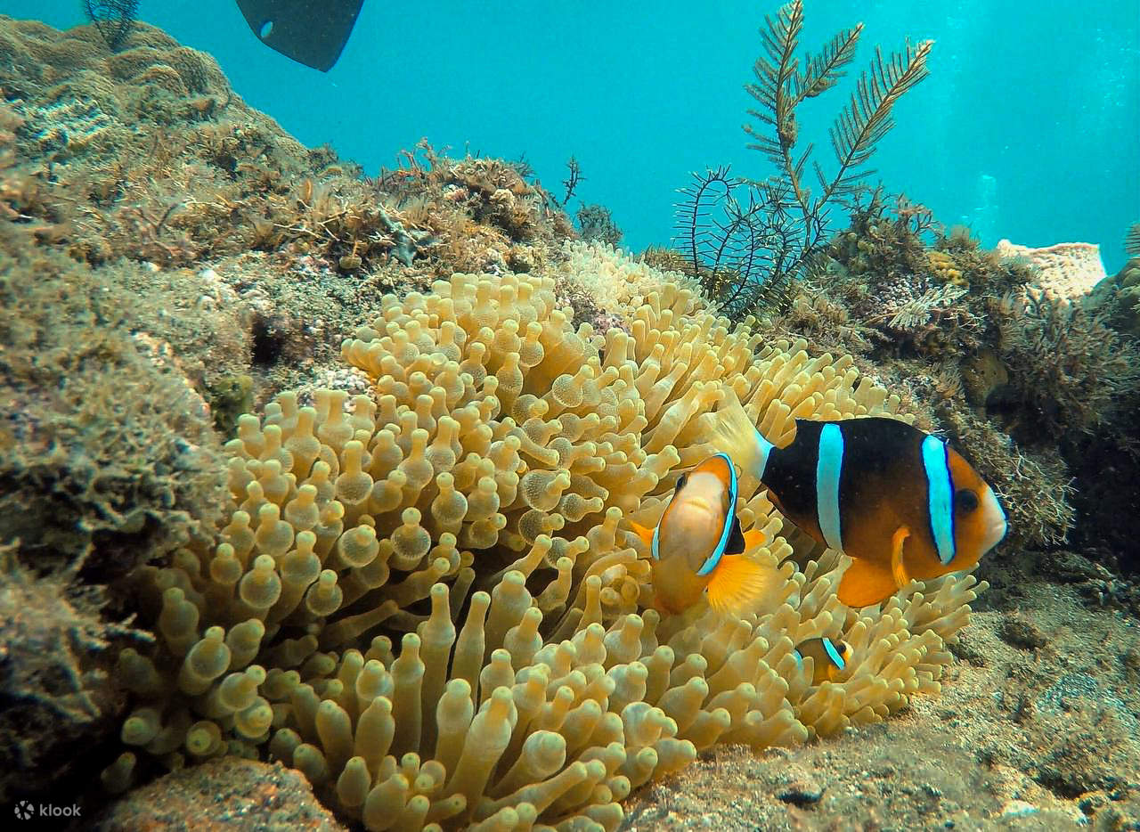 Пара рыб-клоунов, приютившихся в своем доме-анемоне — классическое и красочное зрелище на рифах Анилао. Эти игривые обитатели — любимцы дайверов и подводных фотографов.