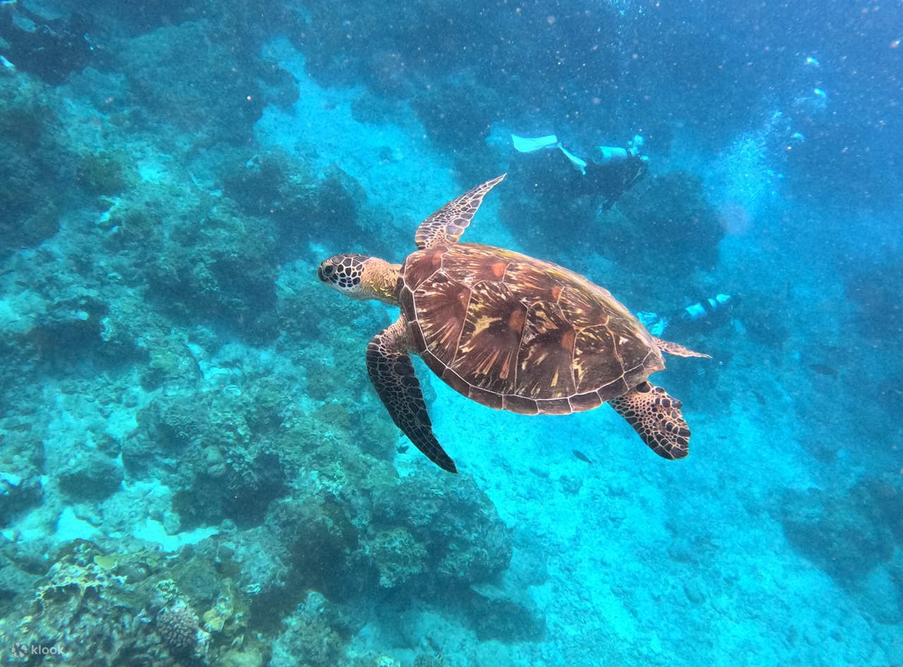 Sepuluh Tapak Menyelam Terbaik Dunia - Snorkeling di Pulau Green | Pengalaman Snorkeling di Shilang atau Chai Kou