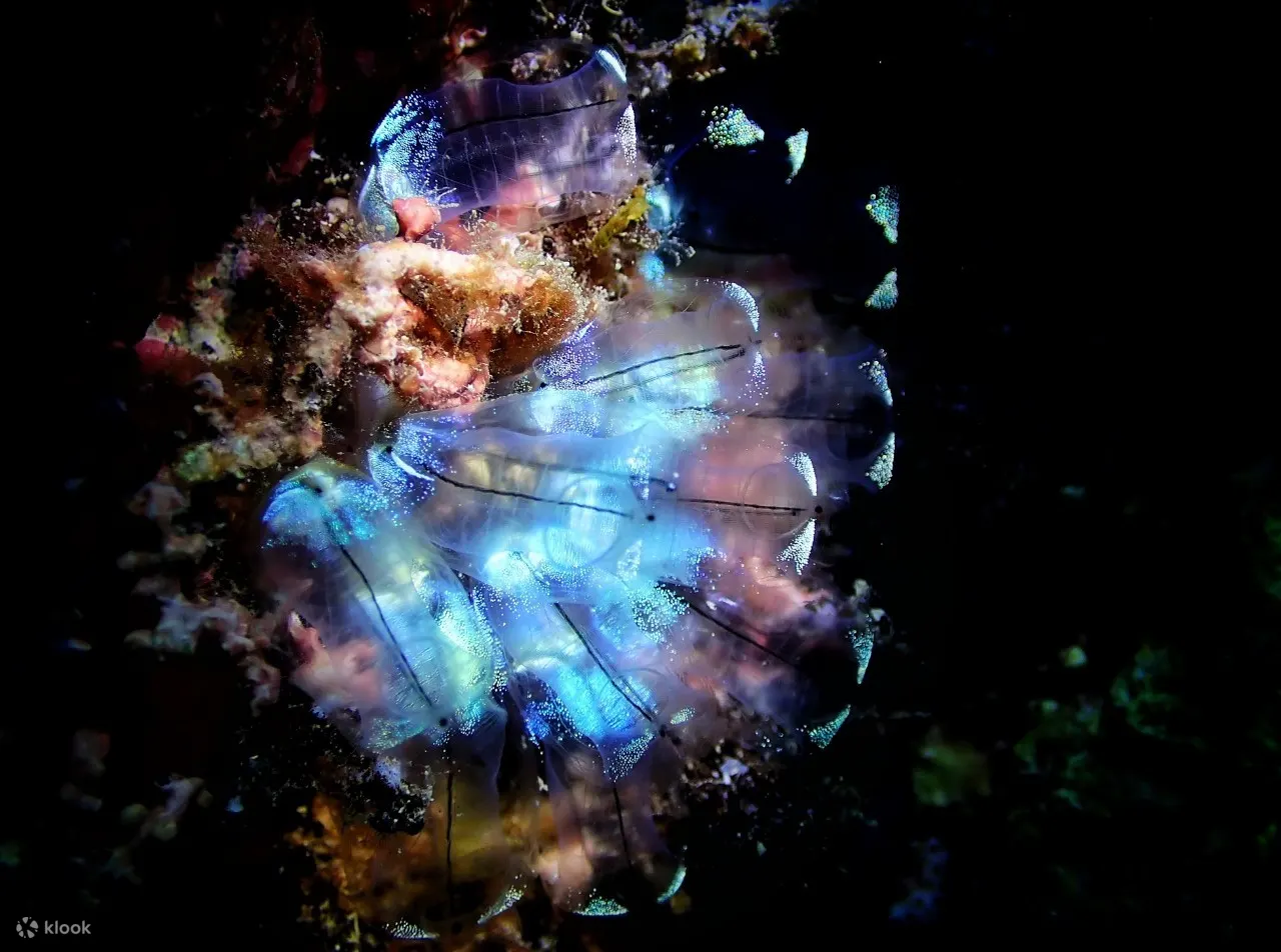 夜潜（Night Dive）