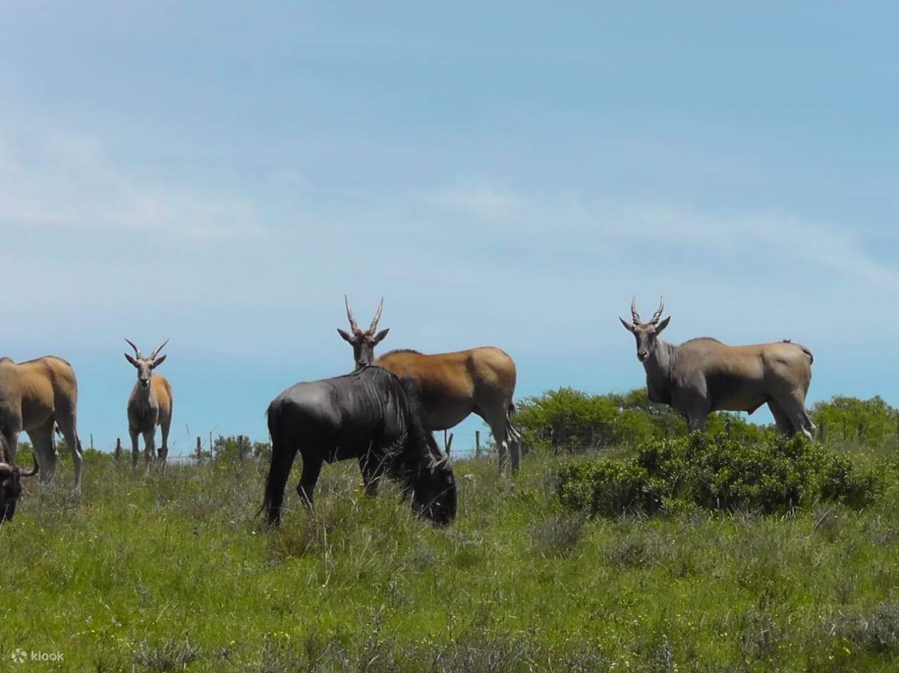 Port Elizabeth Airport To Addo Elephant Park www.klook.com