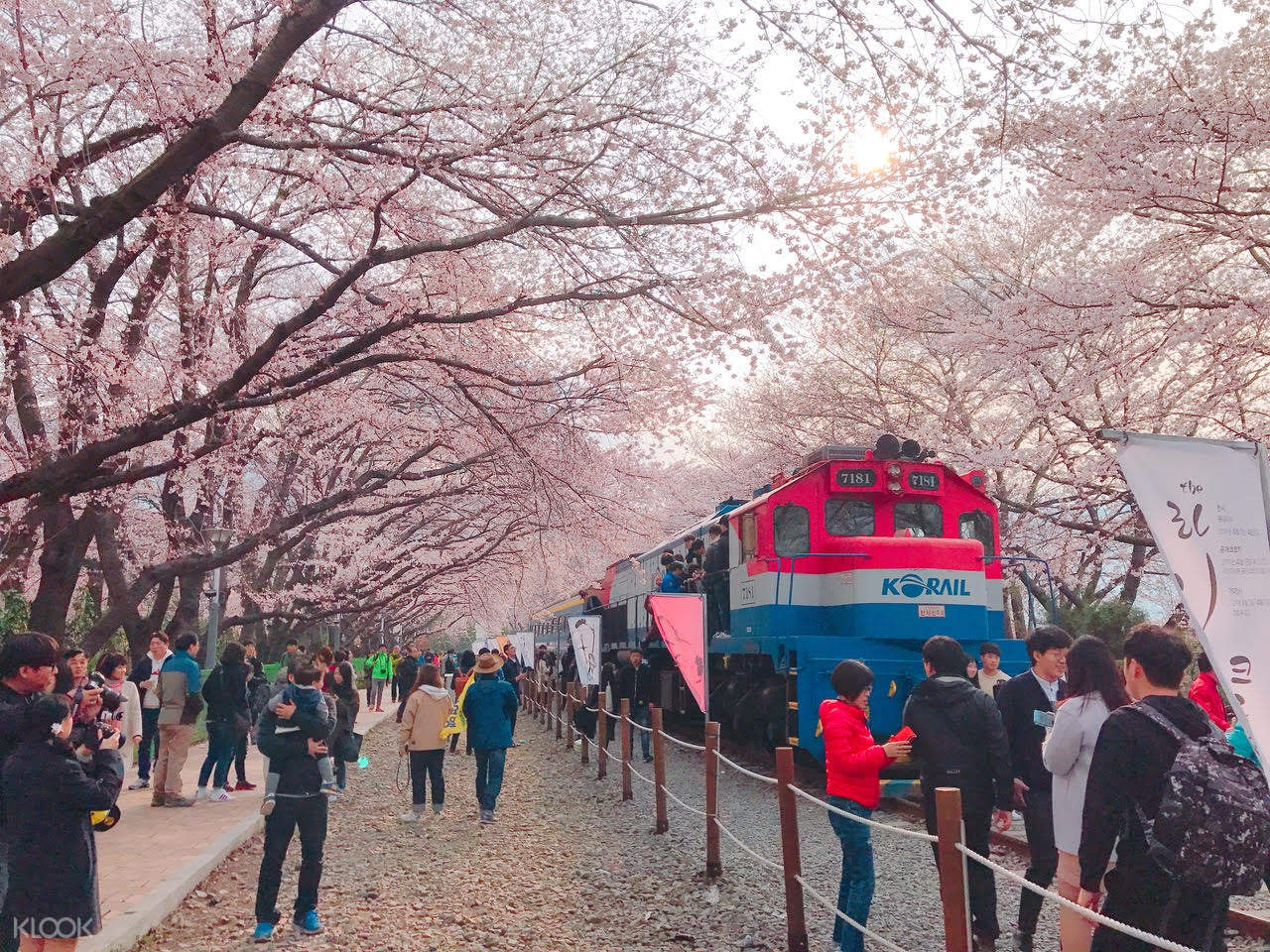 Jinhae Cherry Blossoms Tour Klook