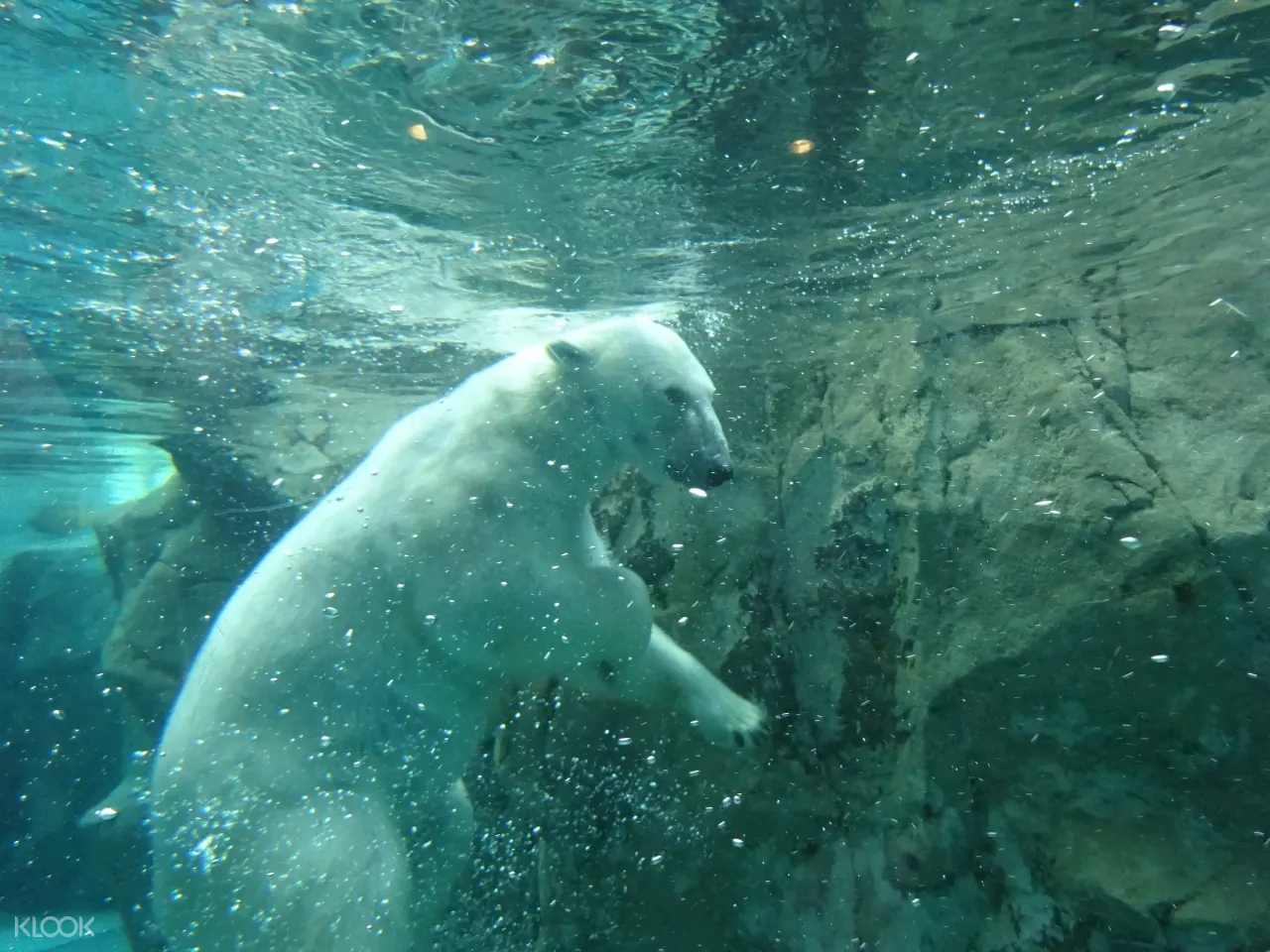 book hokkaido day tour to asahiyama zoo shirogane blue pond more from sapporo