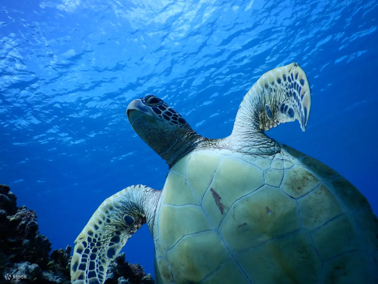 皮划艇海龟浮潜
