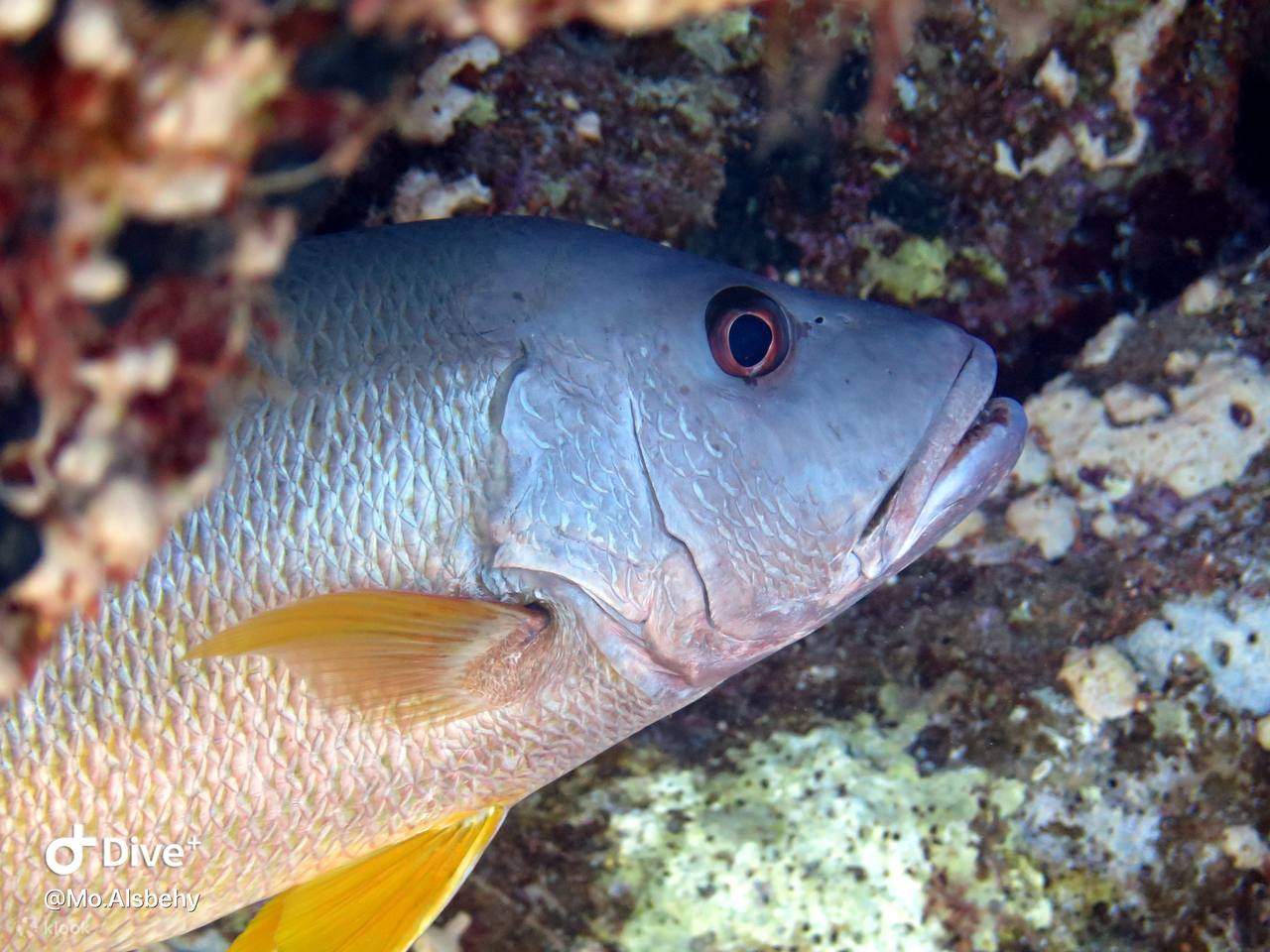 The beach’s unique coral reef system makes it a top diving destination.