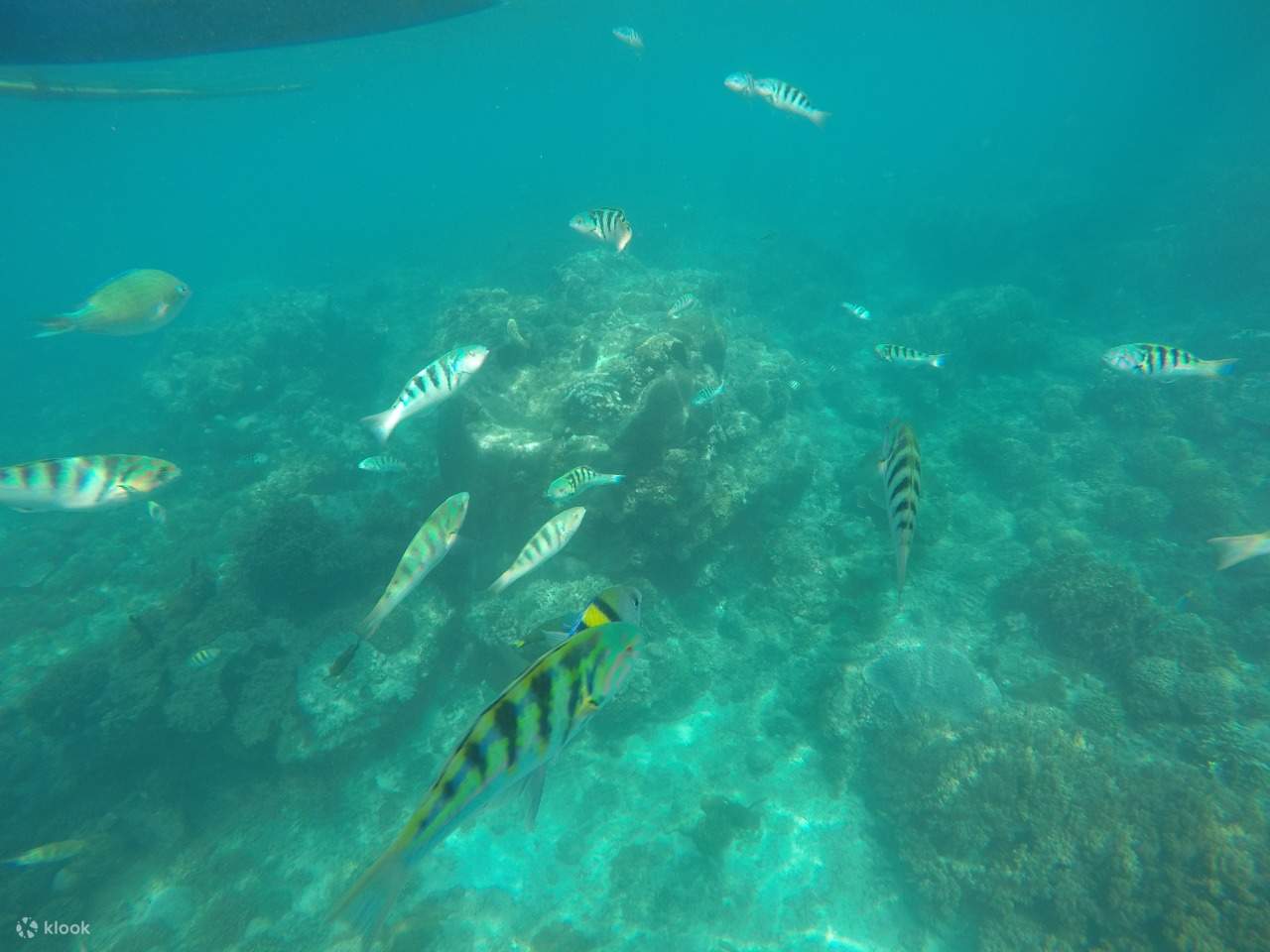 กิจกรรมดำน้ำตื้นที่บลูลากูน (Blue Lagoon) และตันจุง เจปุน (Tanjung Jepun) ในปาดังไบ บาหลี
