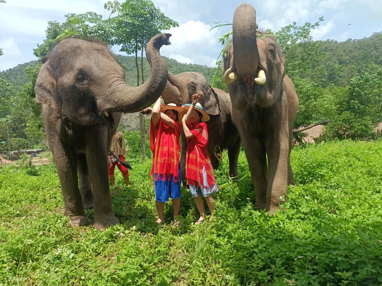 elephant day care chiang mai sanctuary