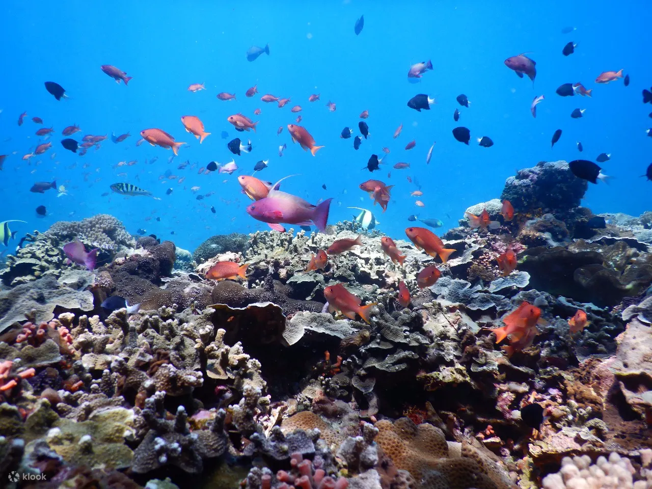 colorful tropical fishes in Bali
