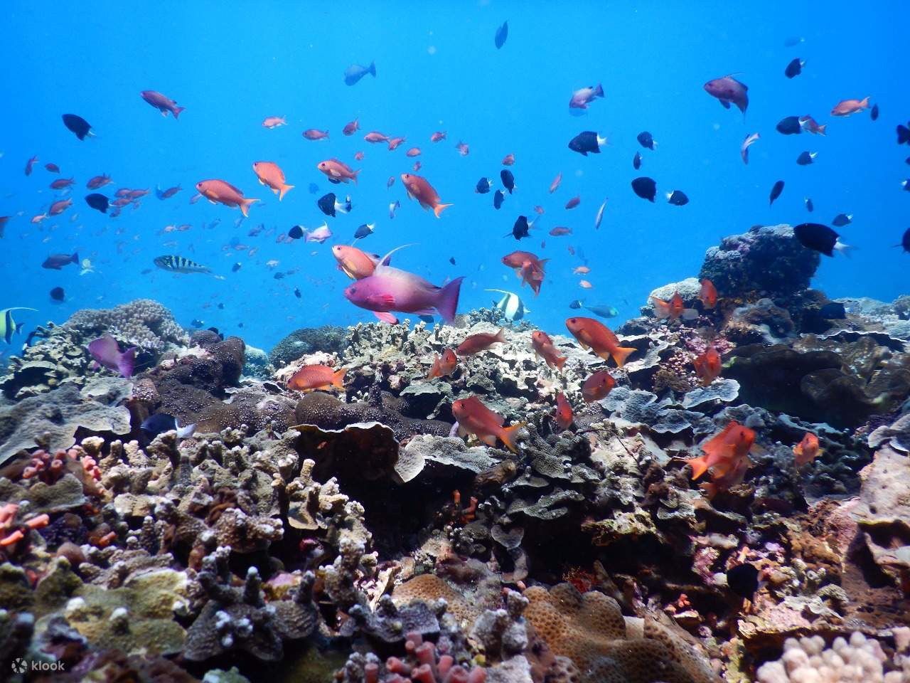 разноцветные тропические рыбы на Бали