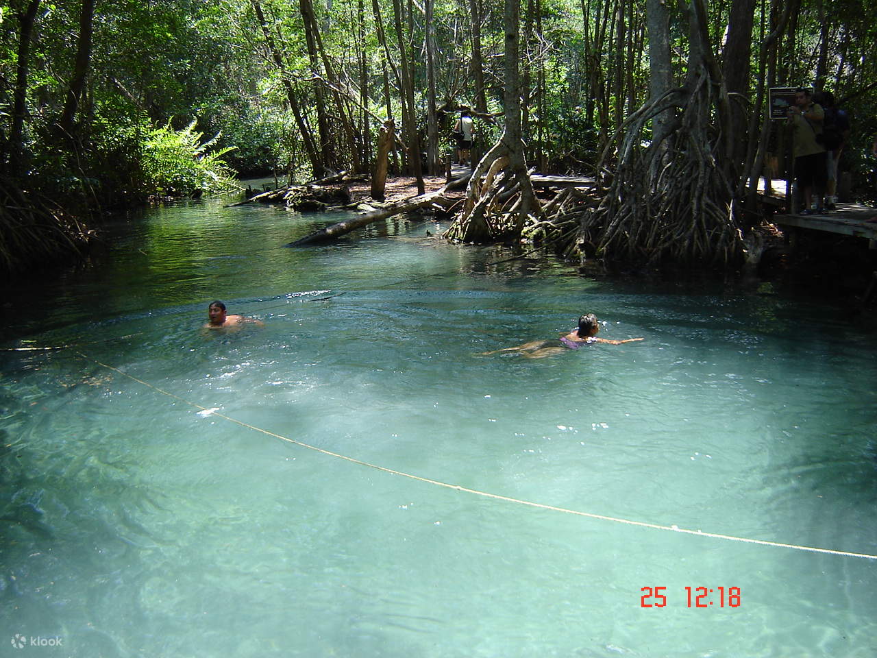 Explorez les sentiers complexes de la mangrove, où une végétation luxuriante prospère dans l'écosystème de Celestún