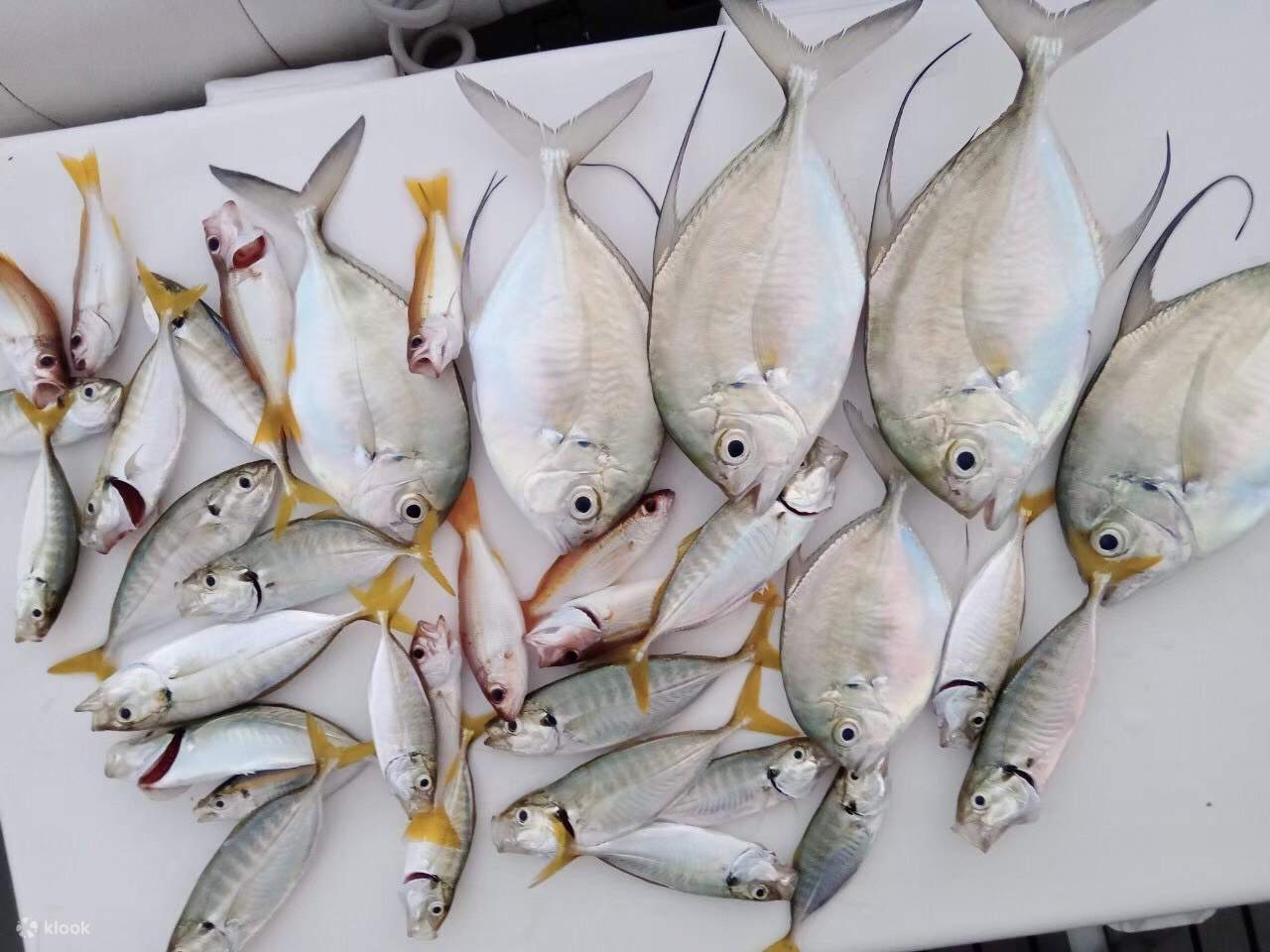 Private Half Day Private Speedboat Fishing Trip To Khai Island in ...