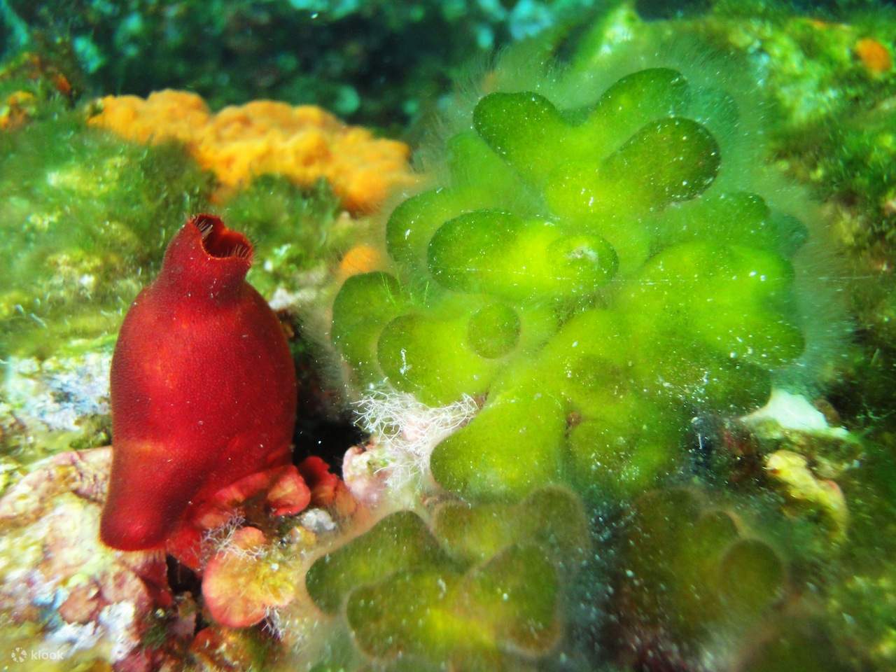 Одно погружение с одним баллоном