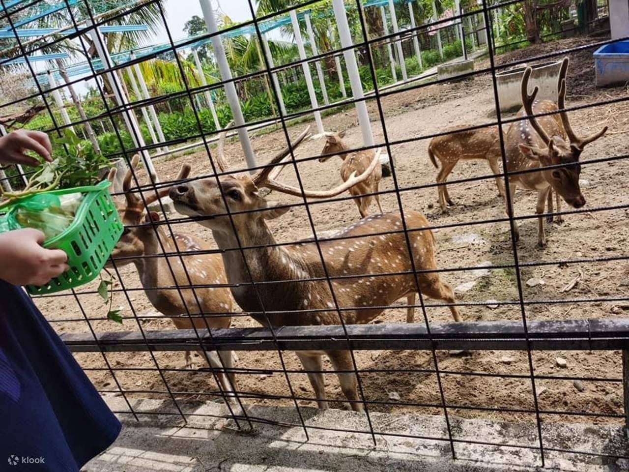 Penang: Balik Pulau, pittura batik e mini zoo con animali da accarezzare