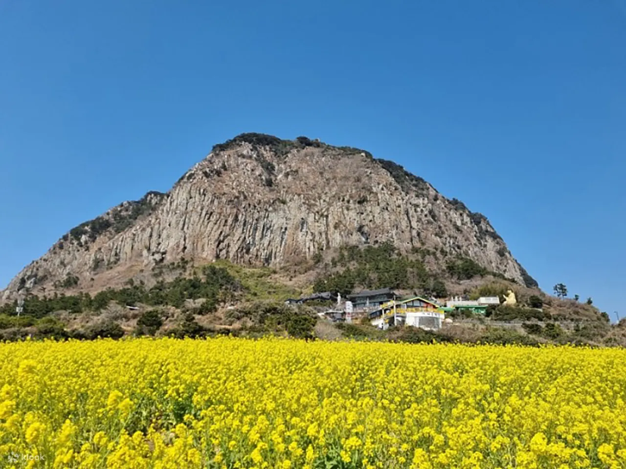 山房山油菜田