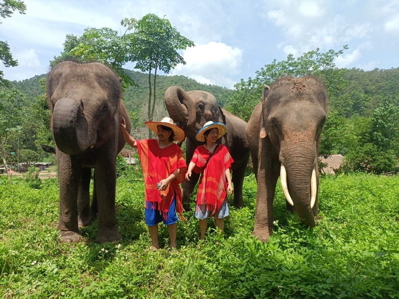 Elefanten-Tagespflege Chiang Mai Sanctuary