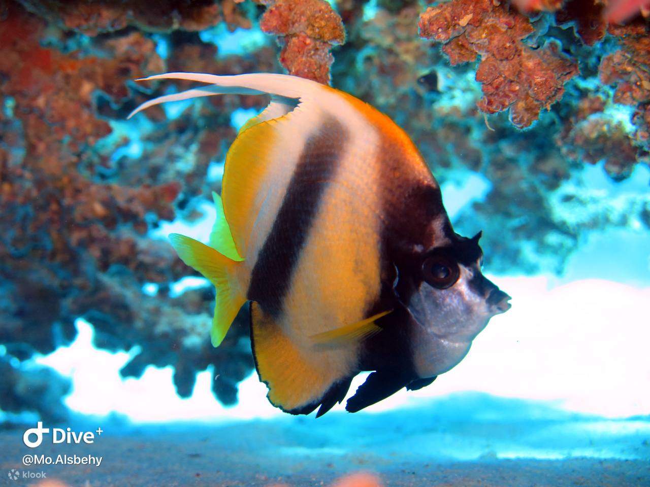 Discover a diverse array of marine species in every dive.
