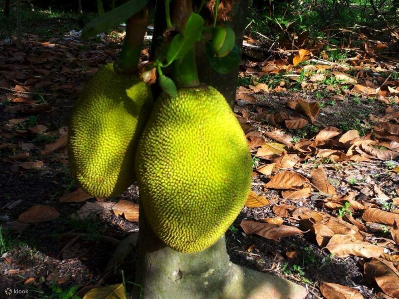 Penang: Balik Pulau, pittura batik e mini zoo con animali da accarezzare