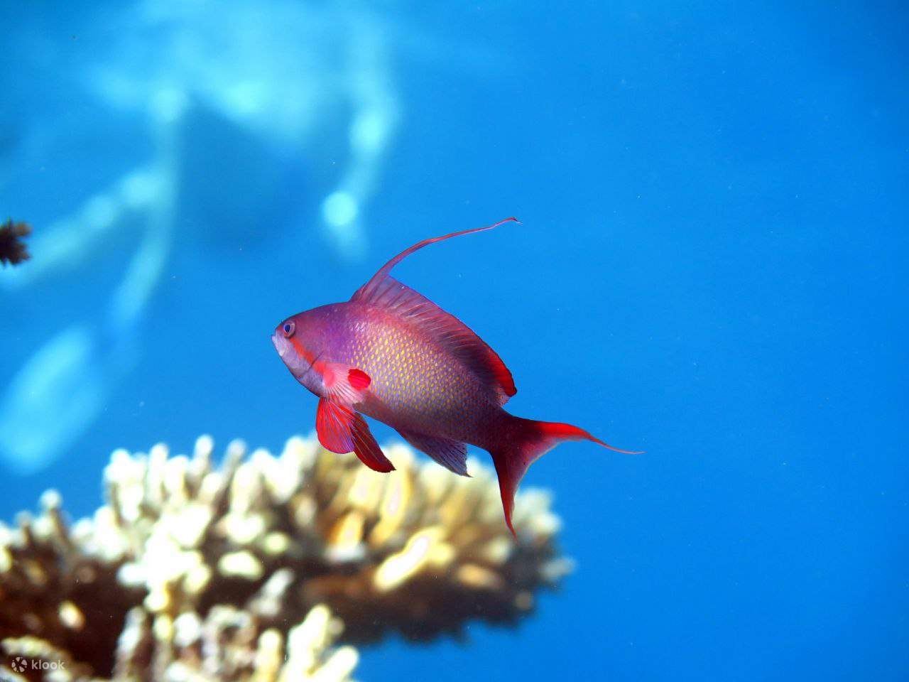 Escursione in mare con snorkeling a Ras Mohammed e White Island - Sharm El Sheikh