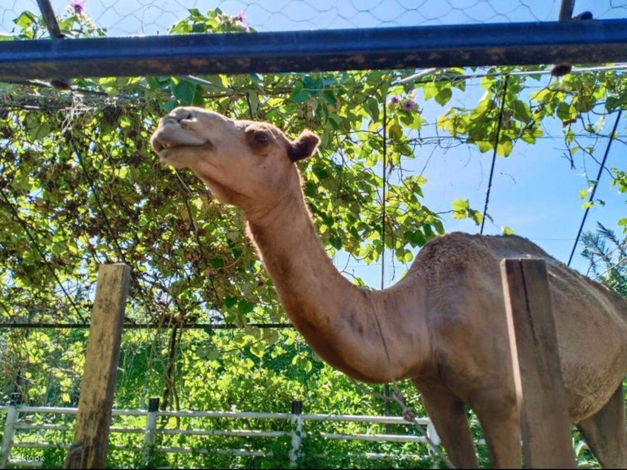 Penang: Balik Pulau, pittura batik e mini zoo con animali da accarezzare