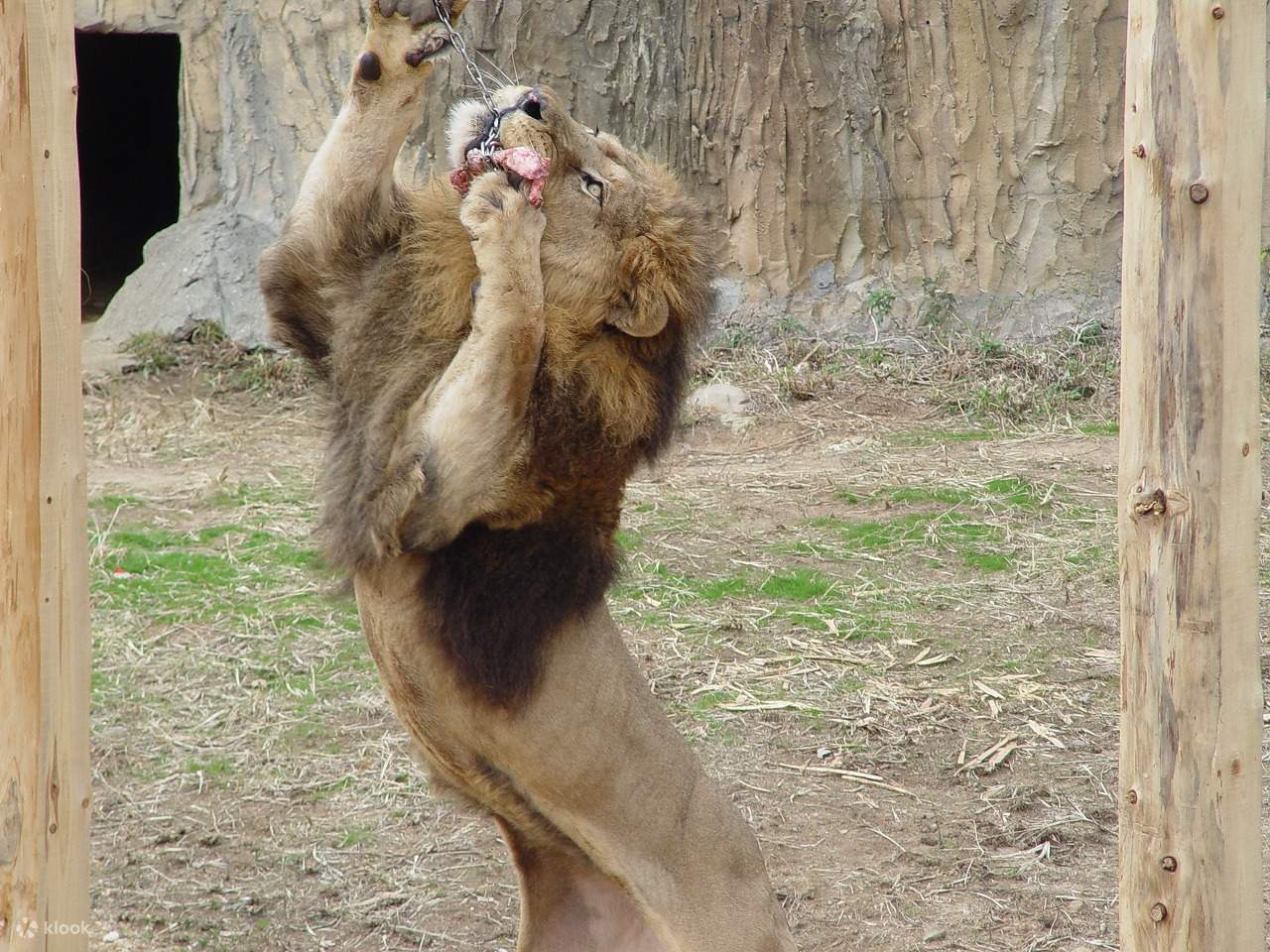 九十九島動植物園森きらら 入場チケット Klook