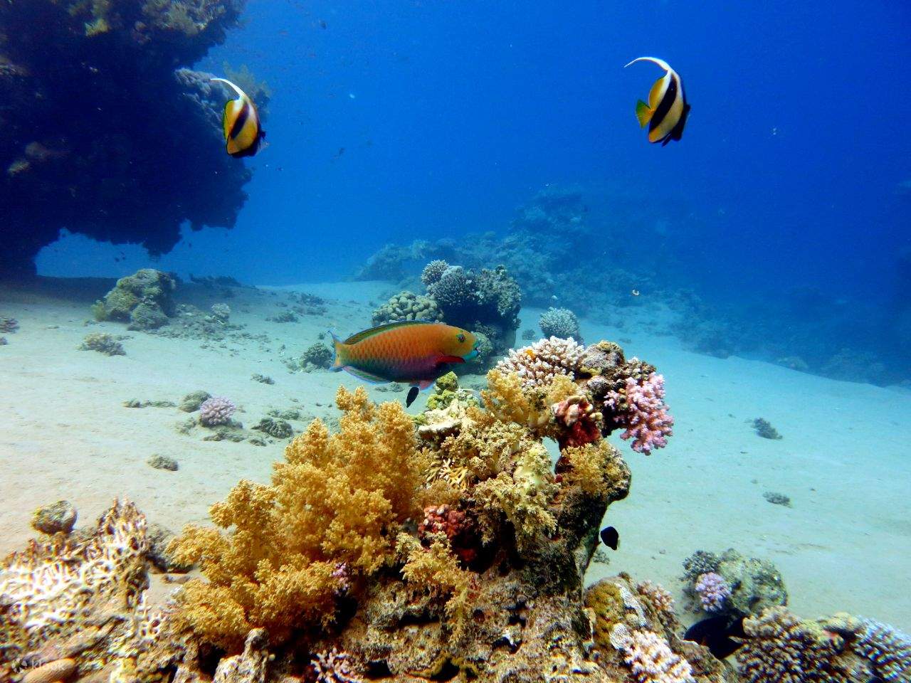 Морская поездка с подводным плаванием в Рас-Мохаммед и на Белый остров - Шарм-эль-Шейх