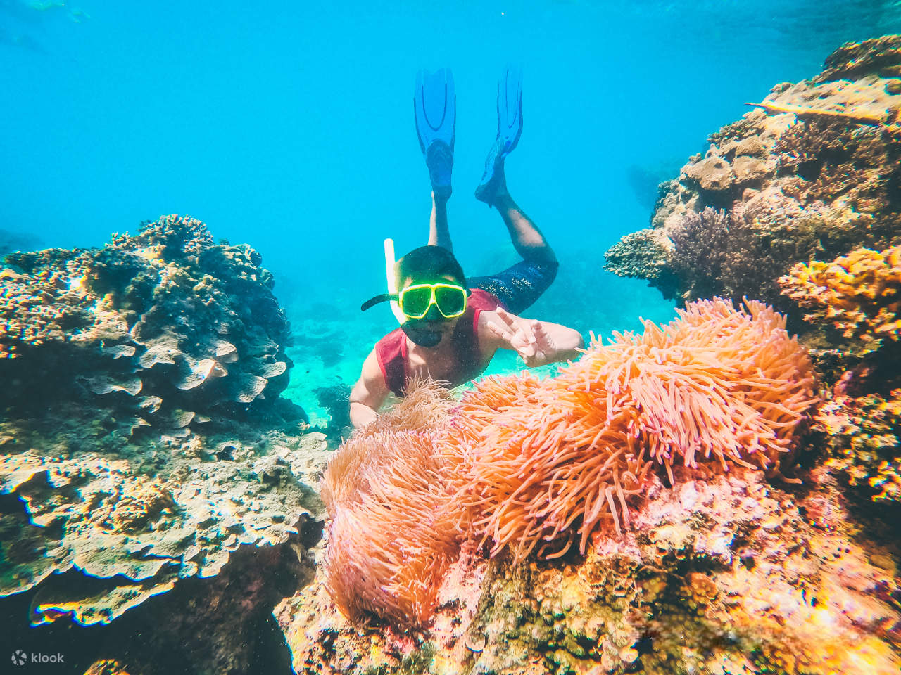 Observe coloridos cálaos en el rico entorno natural.