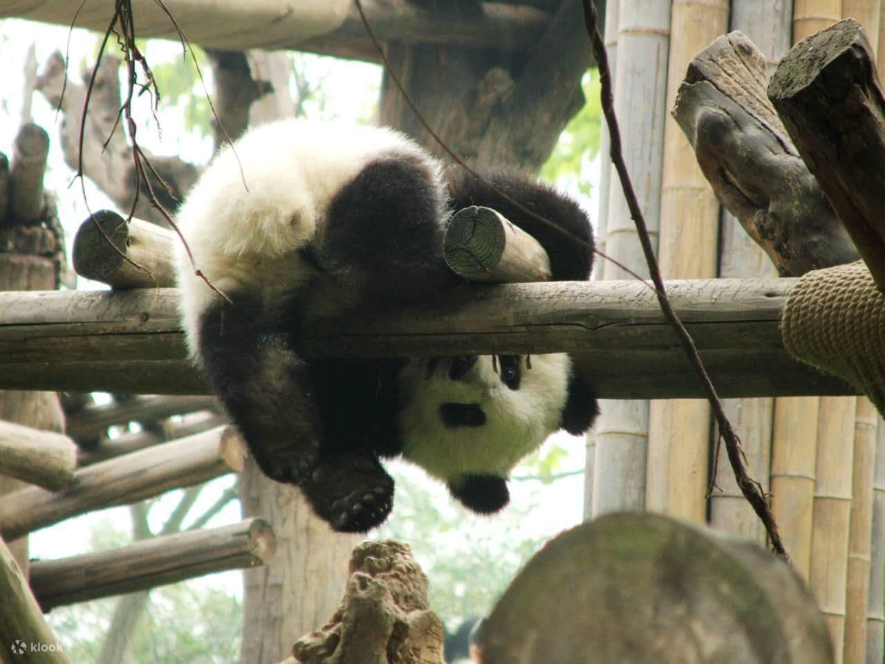 Dujiangyan Panda Base and Irrigation System Tour from Chengdu - Klook ...
