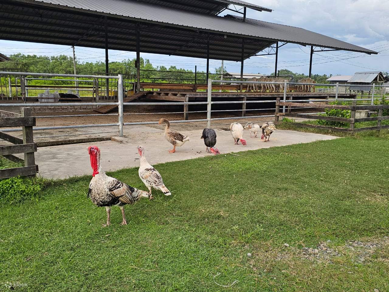 婆羅洲卡哇紅樹林野生動物巡遊 & 螢火蟲奇觀