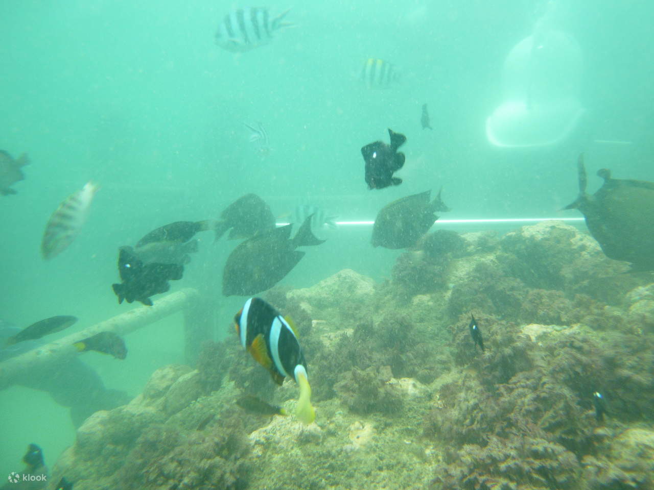 Expérience de plongée en apnée à Nusa Dua Bali