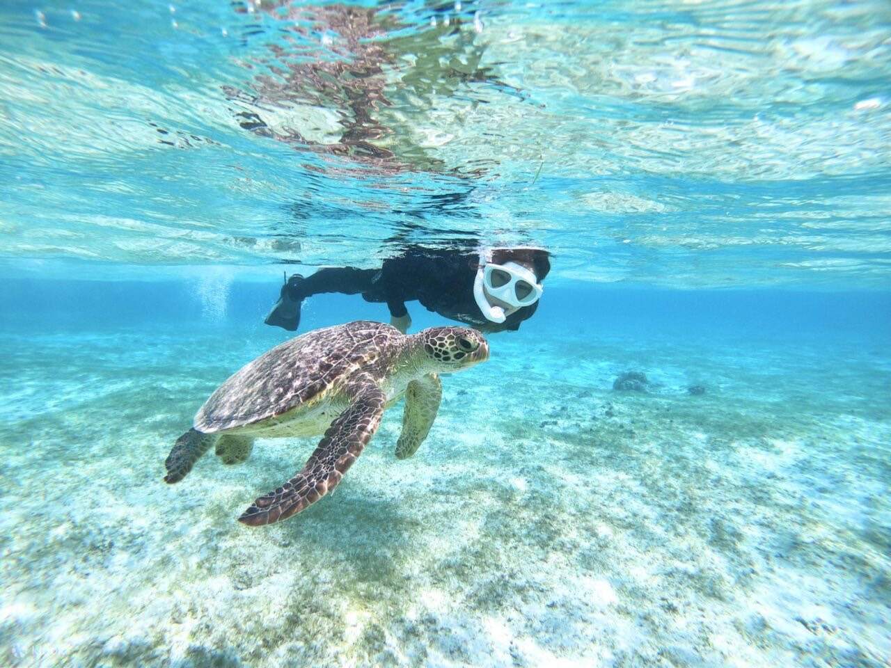 Trải nghiệm lặn biển nửa ngày với rùa biển Miyakojima (Okinawa) - Klook  Việt Nam