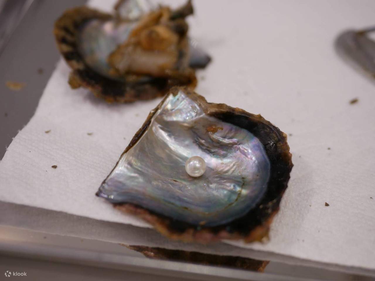 Добыча жемчуга