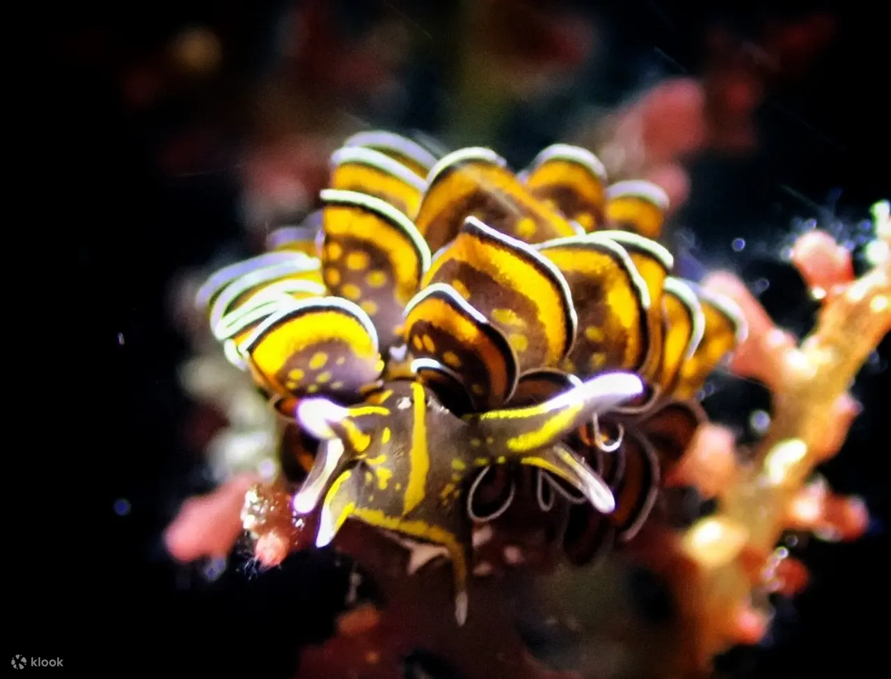 夜潜（Night Dive）