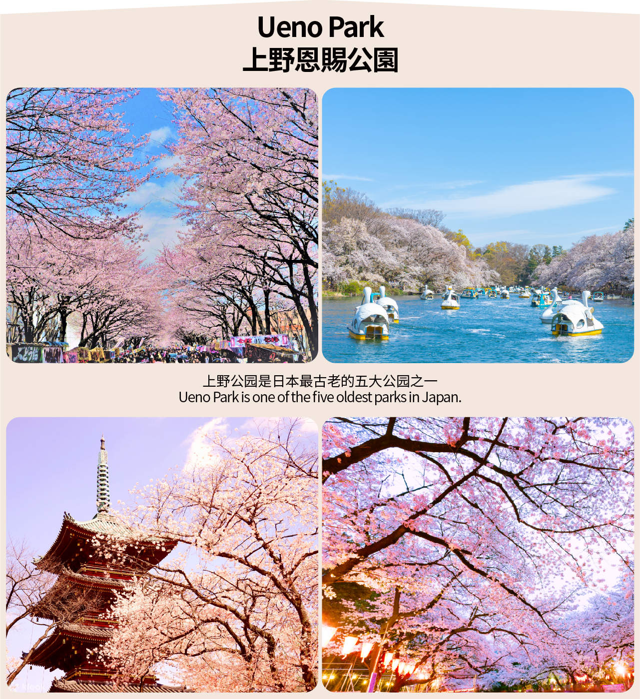 雨宿りの樹 Ueno Onshi Park, Chidorigafuchi, and Meguro River Night Cherry