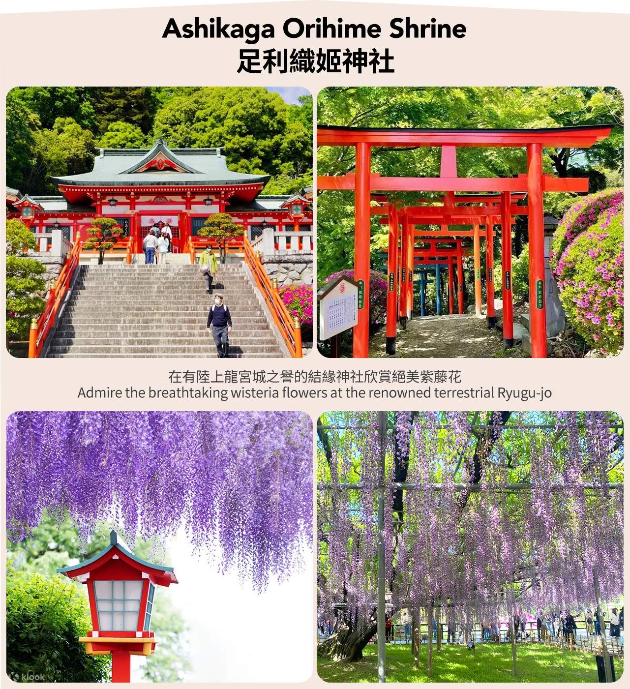 足利花卉公園紫藤花大藤節&足利織姬神社&七色鳥居&草莓之裡一日遊