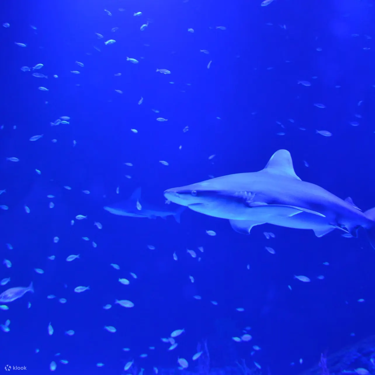马德里亚特兰蒂斯水族馆门票