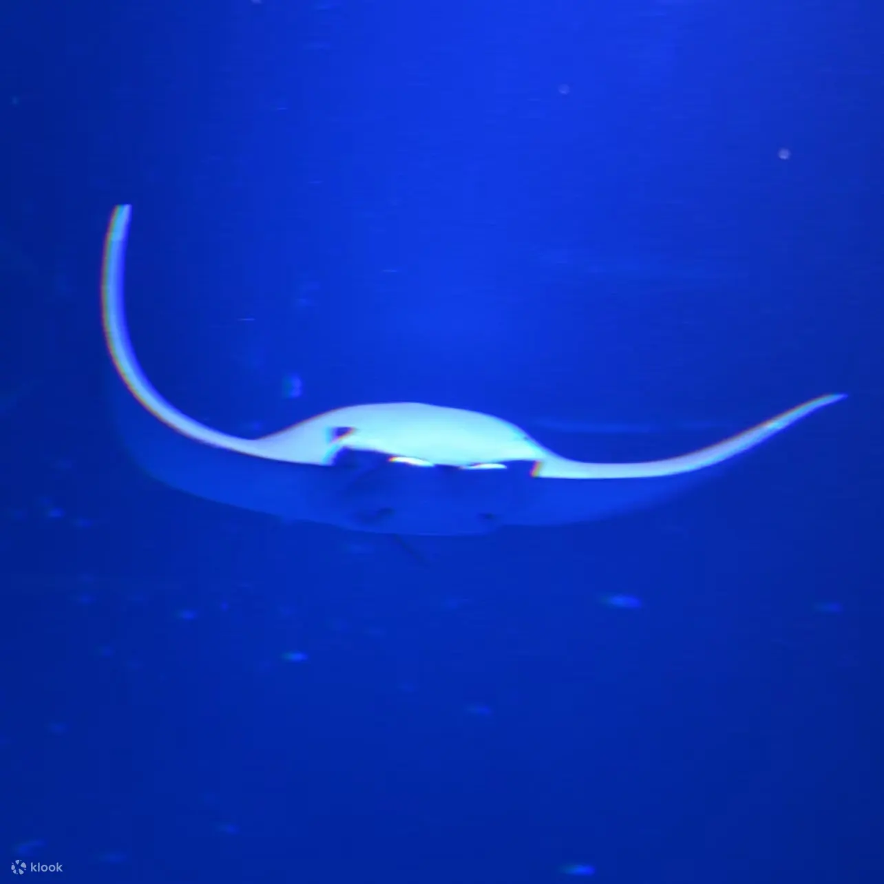 马德里亚特兰蒂斯水族馆门票