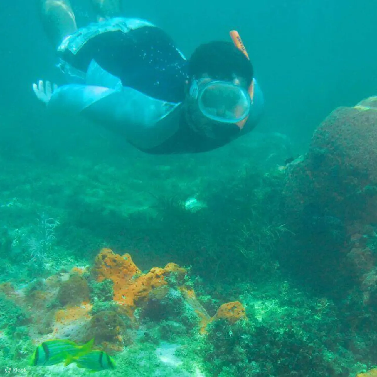 海洋生物