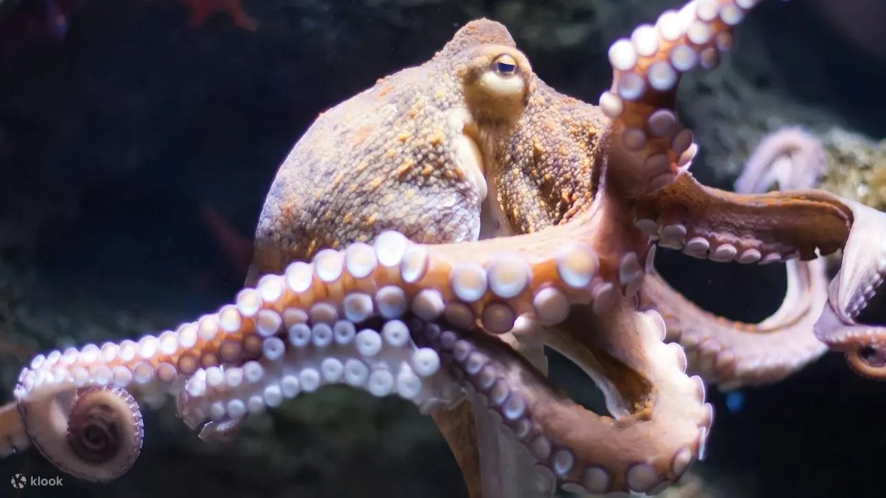 在奥尼里亚水族馆亲身体验，见证海洋的秘密