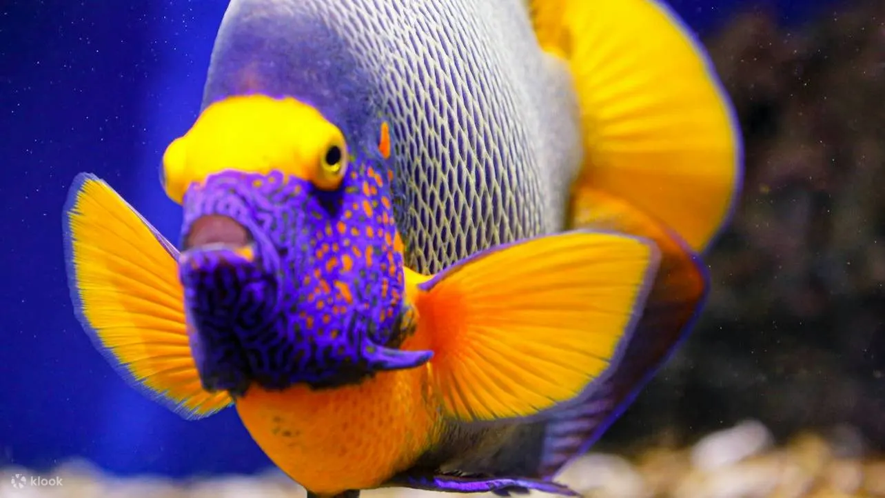 在奥尼里亚水族馆 (Oniria Aquarium) 体验触摸池和海洋奇观，近距离接触大自然