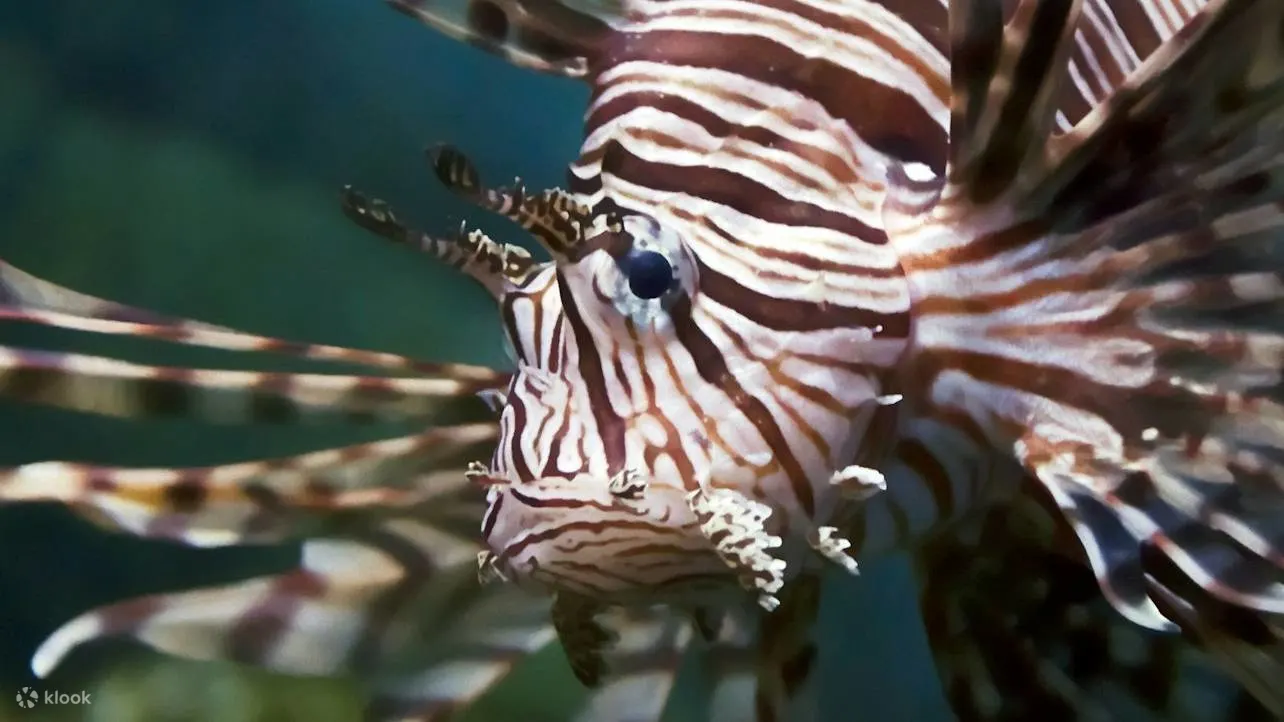 在迷人的奥尼里亚水族馆探索海洋生物多样性和保护