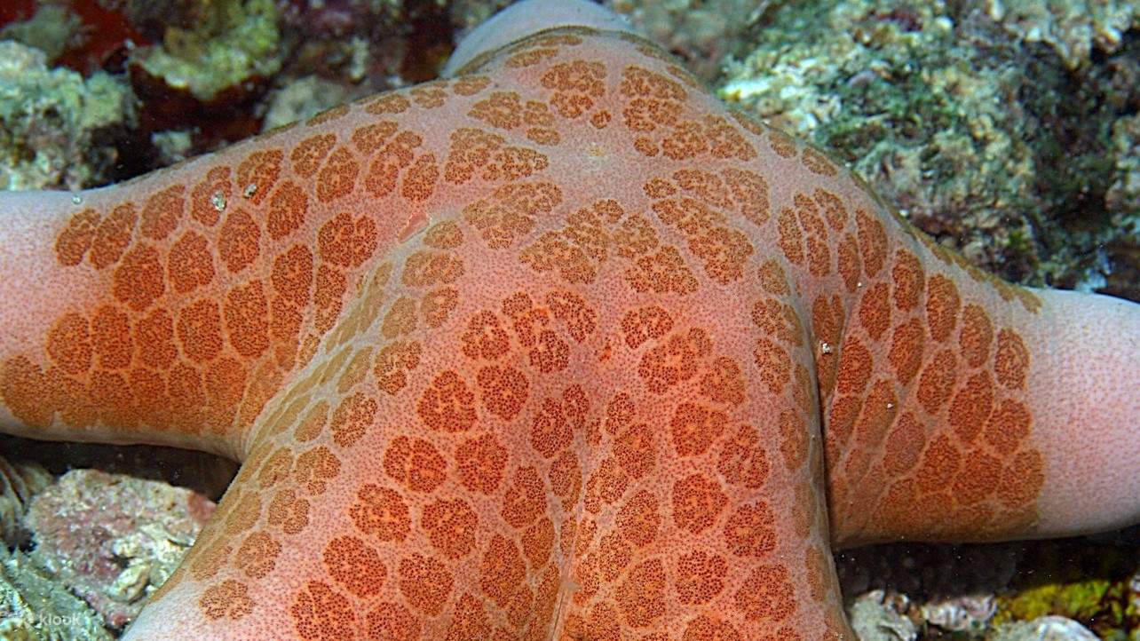 Bestaunen Sie die filigrane Schönheit der Seesterne, ein strukturiertes Meisterwerk der Natur.