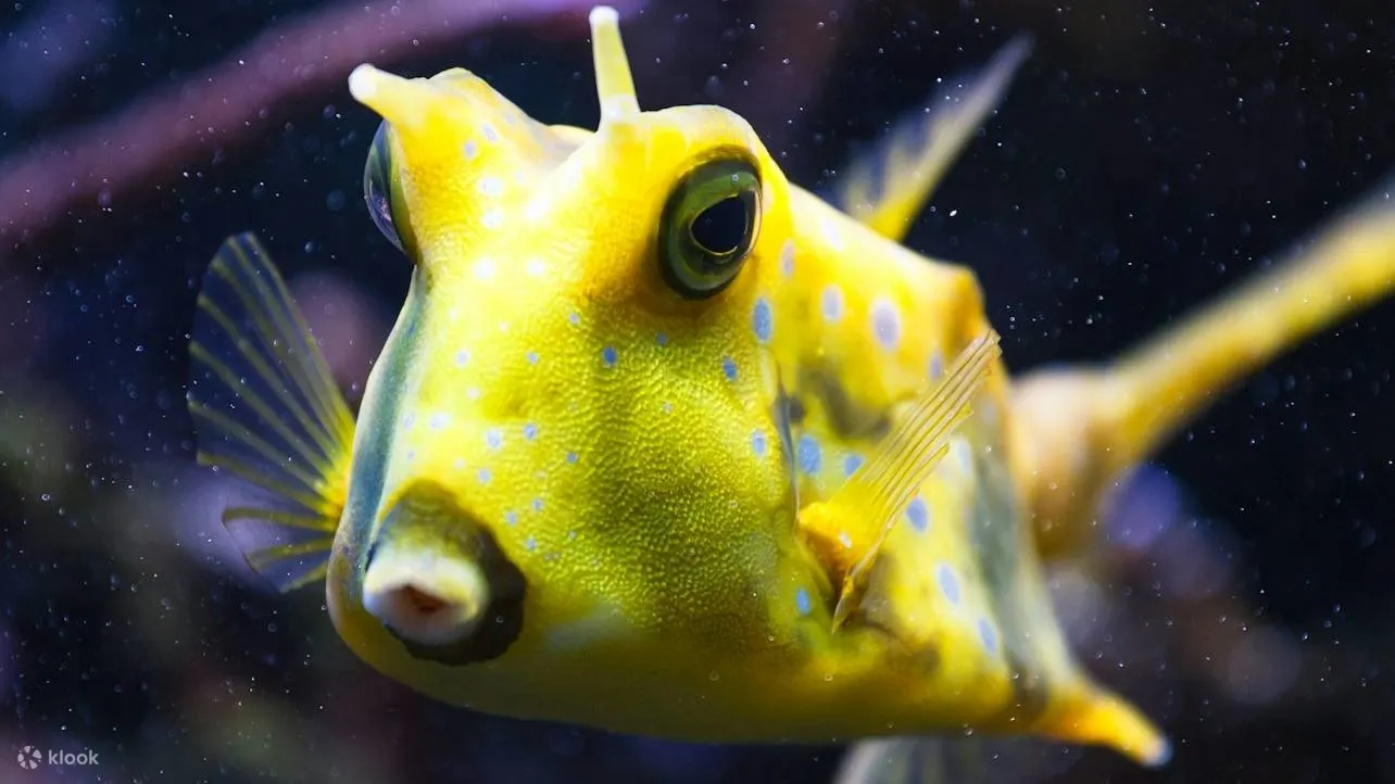 在 Oniria 体验地中海海洋生物的互动之旅