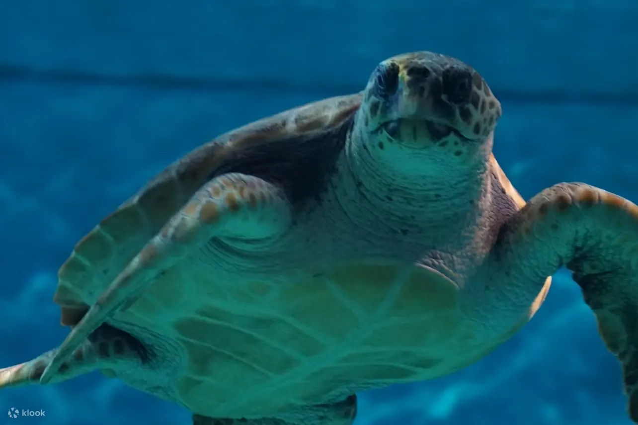 塞维利亚水族馆