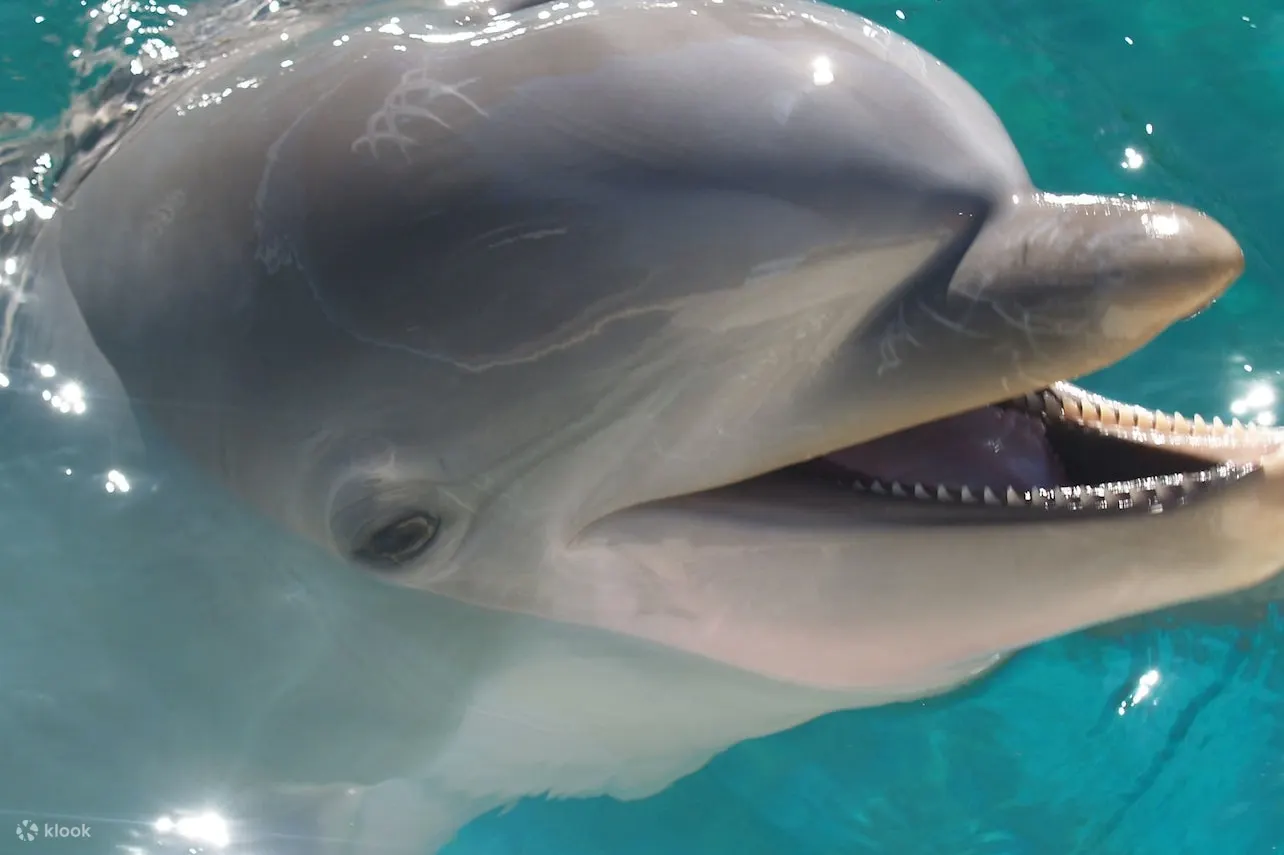 水族馆里的海豚