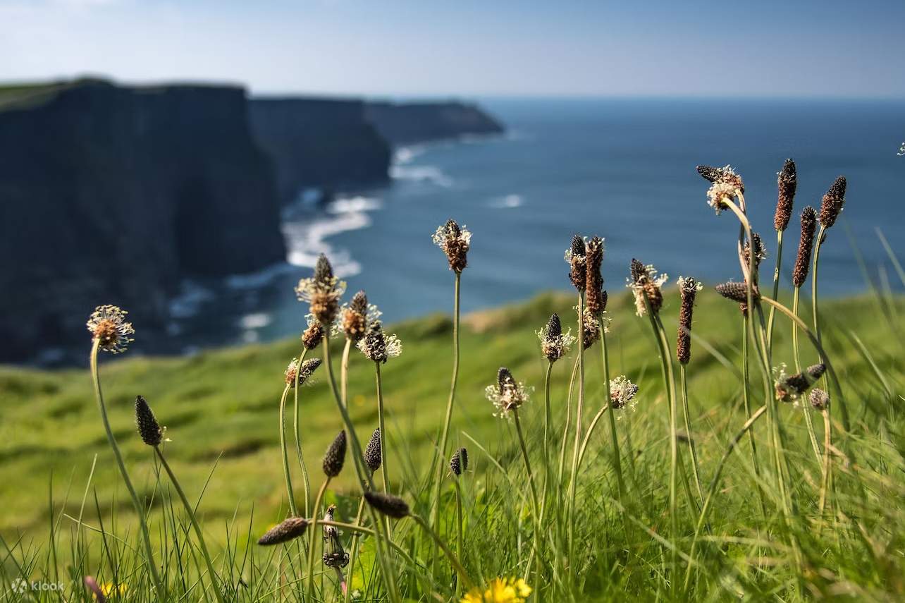 des fleurs près des falaises de Moher