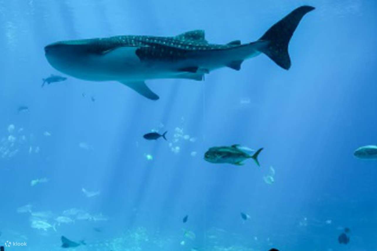 Aquarium Admission in Atlanta Klook
