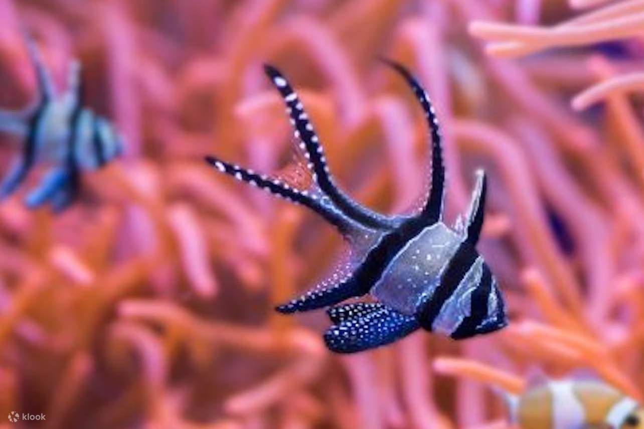 Seville Aquarium Ticket in Spain - Klook